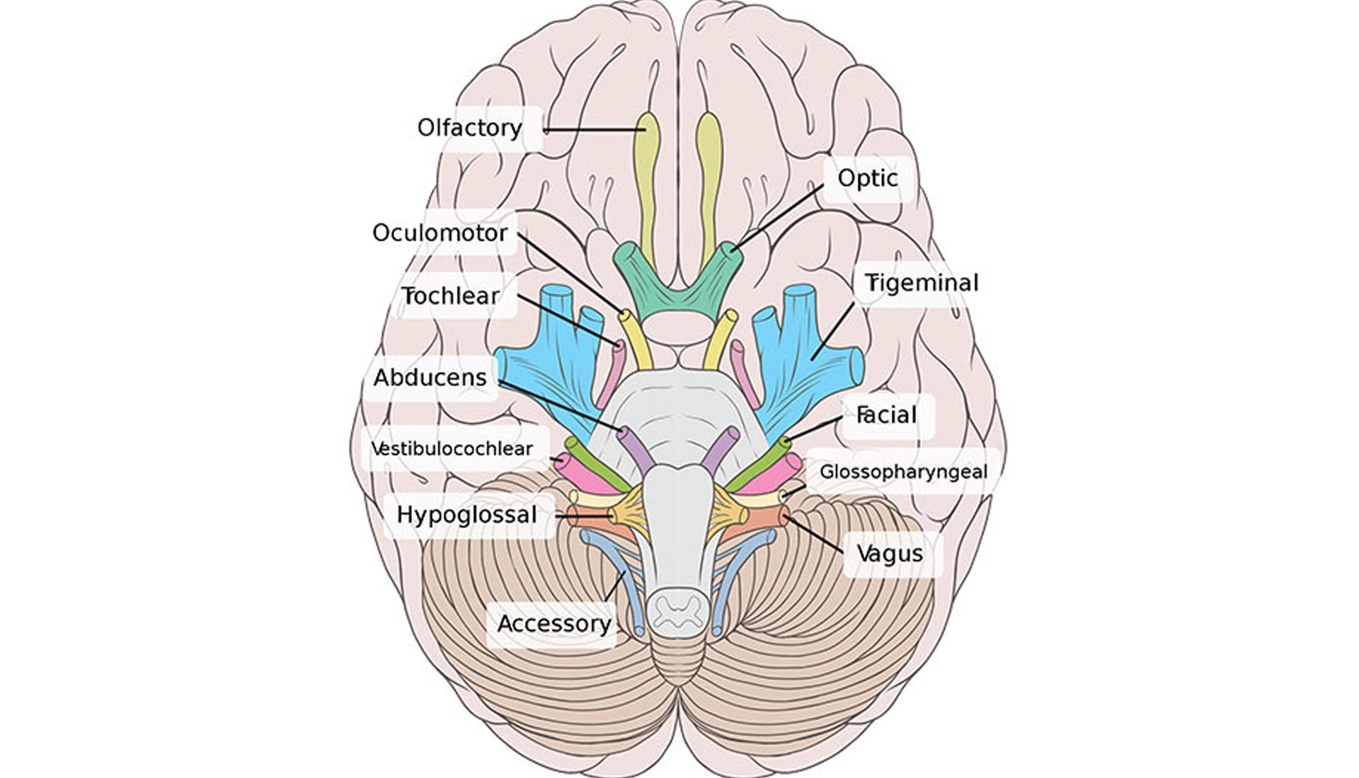 Черепные нервы схема. 12 Пар черепных нервов схема. 12 ЧМН анатомия. Черепные нервы анатомия продолговатый мозг. Схема выхода черепных нервов.